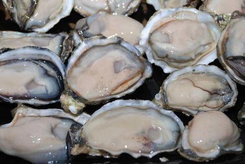 小牡蛎在线观看,一场海洋生物的奇幻之旅